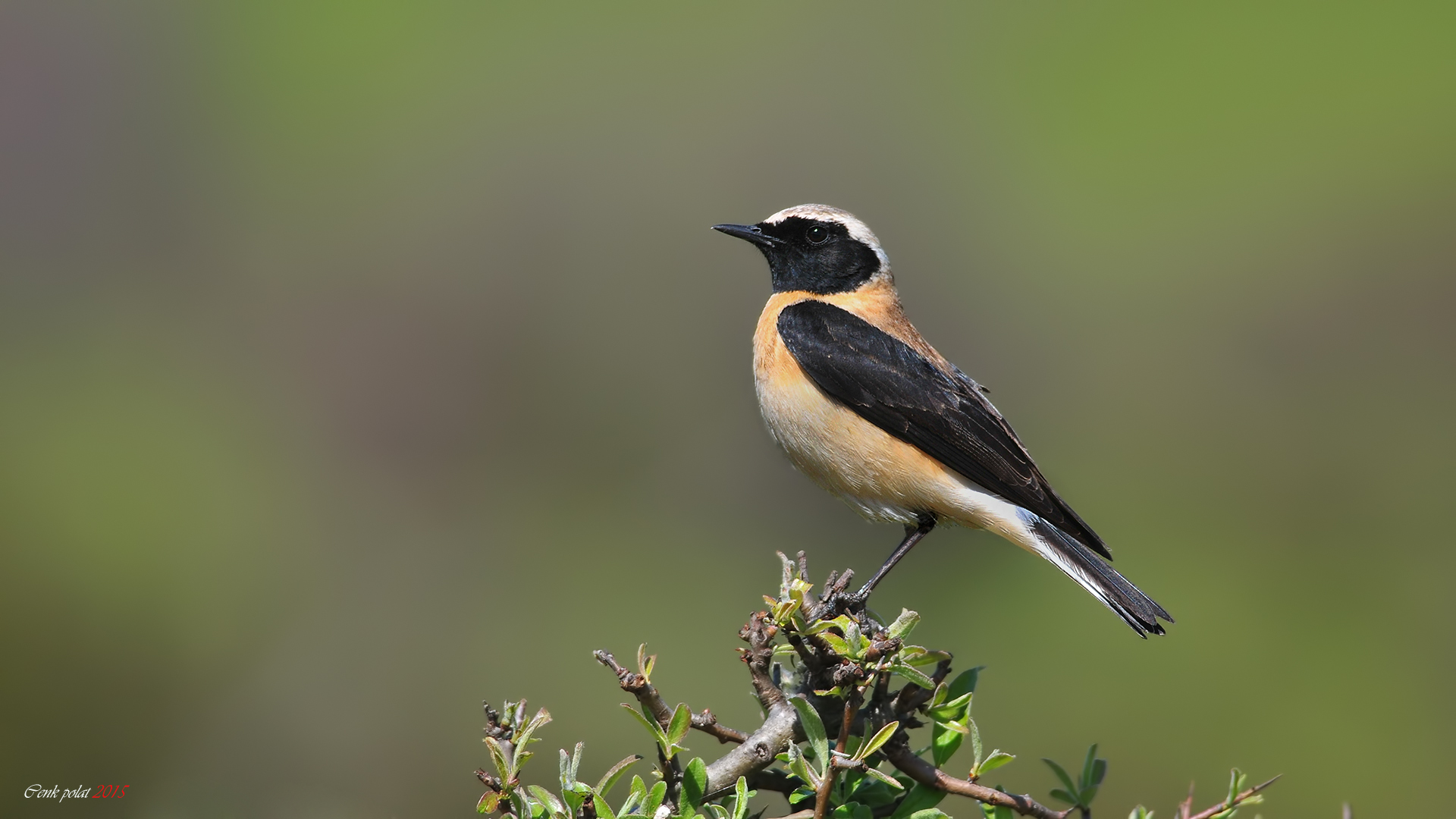 Black-eared Wheatear
